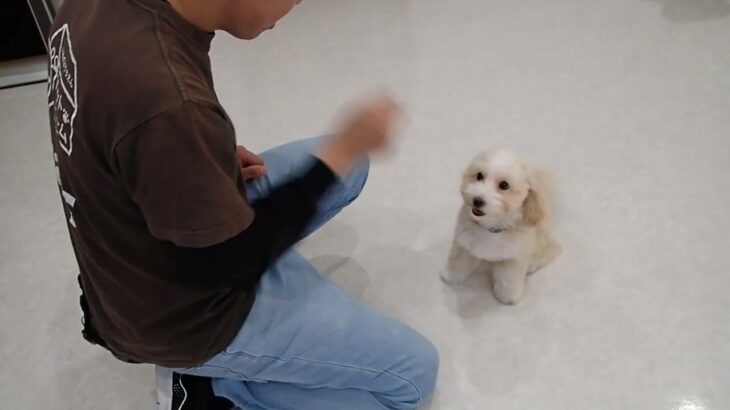 犬の幼稚園 ひかるくんとトレーニング