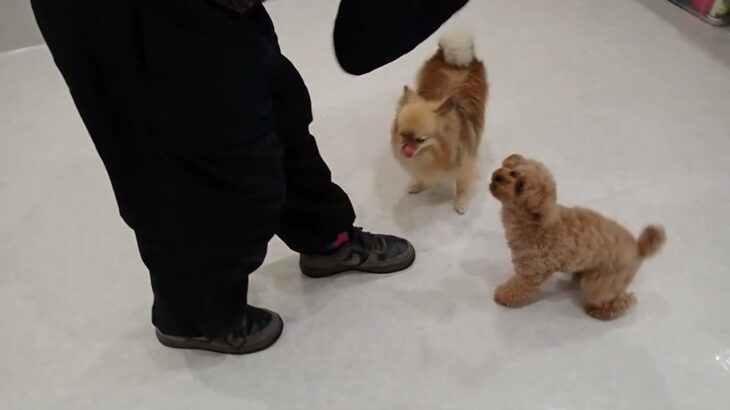 犬の幼稚園 くるみちゃん＆アナちゃんとトレーニング