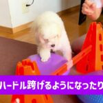 怖いバランスボールでも楽しめるようになるよ！ #犬 #健康 #しつけ