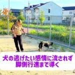とあるしつけ教室の脚側行進 #脚側 #訓練 #犬