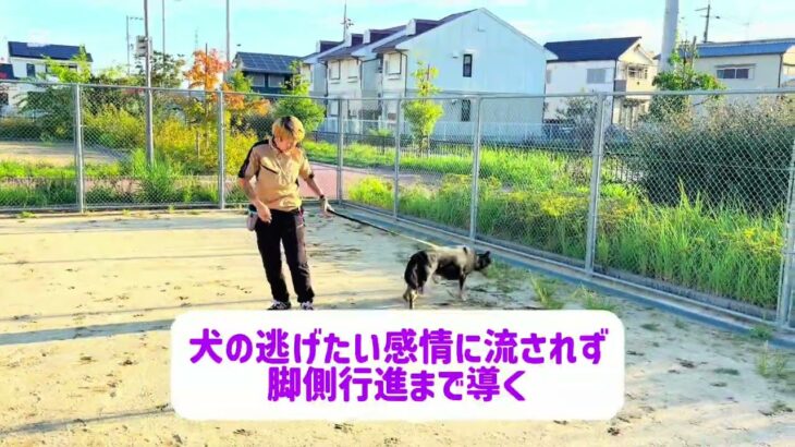 とあるしつけ教室の脚側行進 #脚側 #訓練 #犬