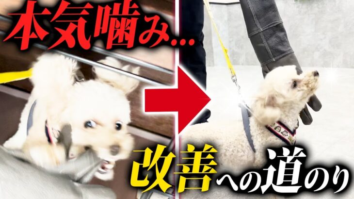 【流血】飼い主さんを本気で噛んでしまう犬の改善しつけ【警察犬ドッグトレーナー解説】