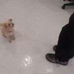 犬の幼稚園 ミアちゃんとトレーニング