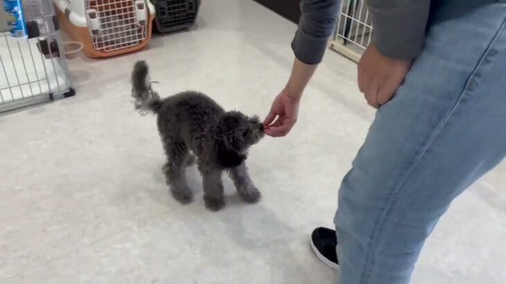 犬の幼稚園 ロイくんとトレーニング