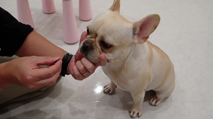 犬の幼稚園 なちゅちゃんとトレーニング