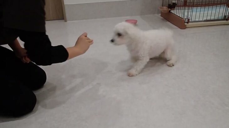 犬の幼稚園 華ちゃんとトレーニング