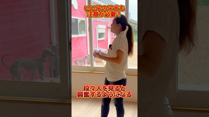いい子の子犬にも、注意が必要！#ドッグトレーナー #イヌバーシティ #子犬育て #いぬのいるくらし #しつけ #子犬のしつけ #ドッグビヘイビアリスト #犬のいる暮らし