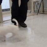 犬の幼稚園 ジャスミンちゃんとトレーニング
