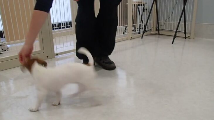 犬の幼稚園 ジャスミンちゃんとトレーニング