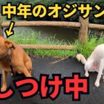 中年のオジサン猟犬を大しつけして、イノシシ有害鳥獣駆除で活躍できるようにする！