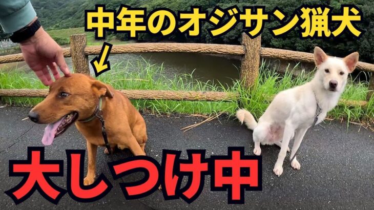 中年のオジサン猟犬を大しつけして、イノシシ有害鳥獣駆除で活躍できるようにする！