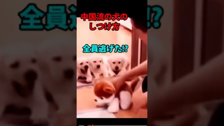 【中国流の犬のしつけ方　全員逃げた!】