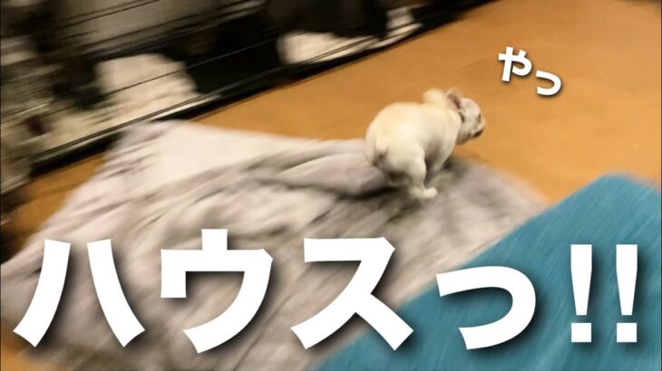 しつけ完全失敗!? ハウス拒否で逃げまくる子犬がヤバい