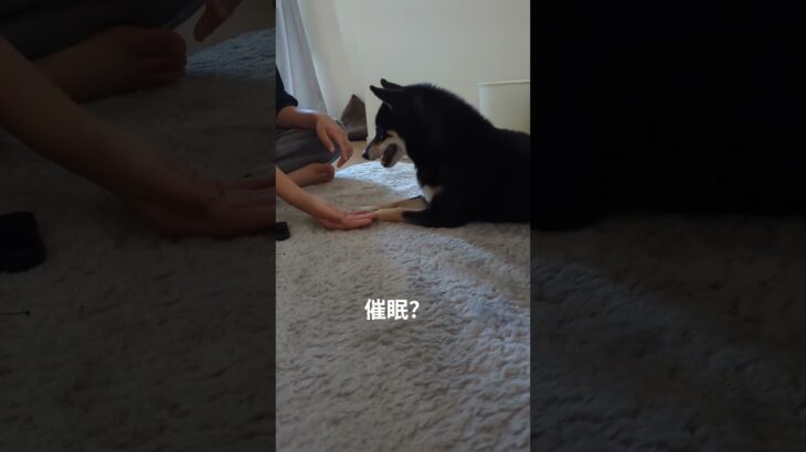 催眠にかけられてんの？#豆柴の日常 #豆柴しつけ #豆柴 #可愛い犬動画 #癒し #愛犬