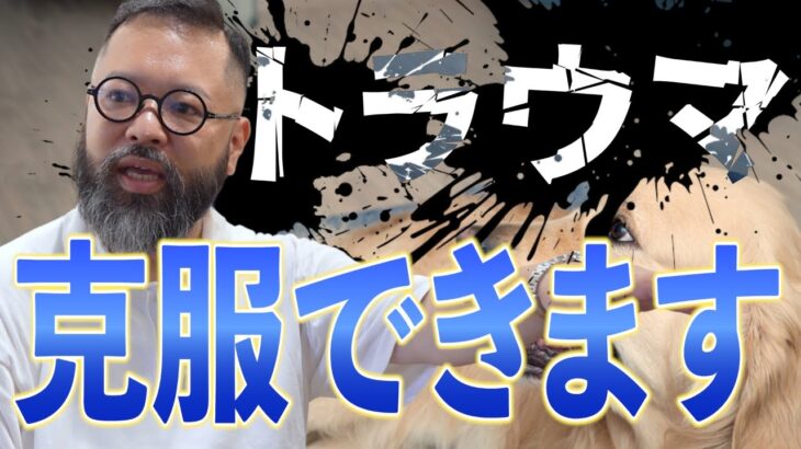【犬のしつけ】愛犬のトラウマを治すにはどうしたらいいのか