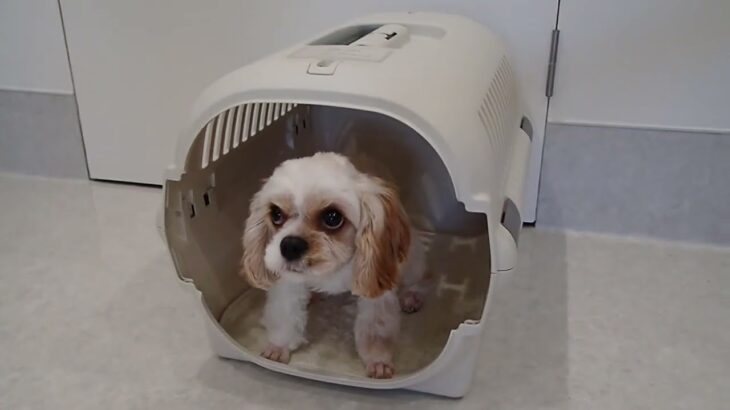 犬の幼稚園 エマちゃんとトレーニング