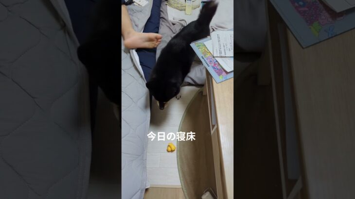 #豆柴の日常 #豆柴しつけ #柴犬 #可愛い犬動画 #癒し ＃寝床探し