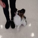 犬の幼稚園 ノエルくんとトレーニング