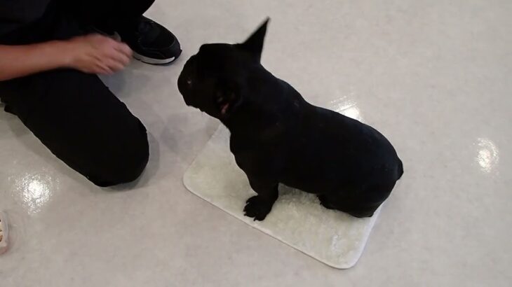 犬の幼稚園 でぃのくんとトレーニング