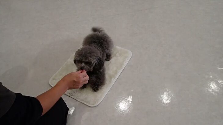 犬の幼稚園 ココアちゃんとトレーニング