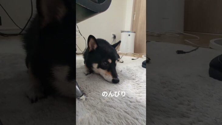 #豆柴の日常 #可愛い犬動画 #豆柴しつけ #豆柴 #可愛い #柴犬 #愛犬