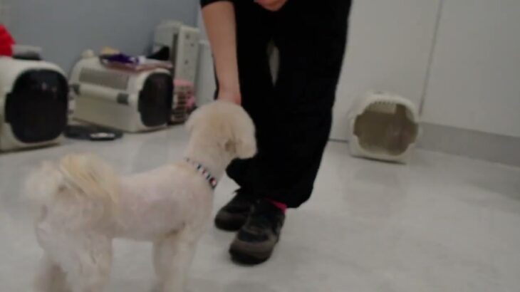 犬の幼稚園 空ちゃんとトレーニング