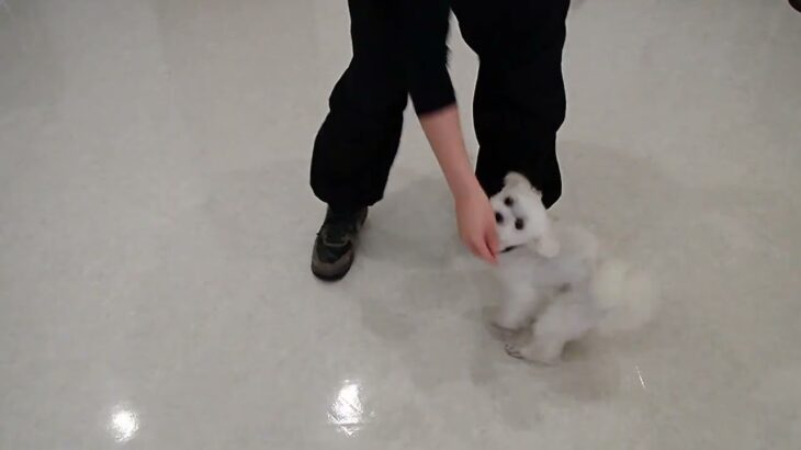 犬の幼稚園 源くんとトレーニング