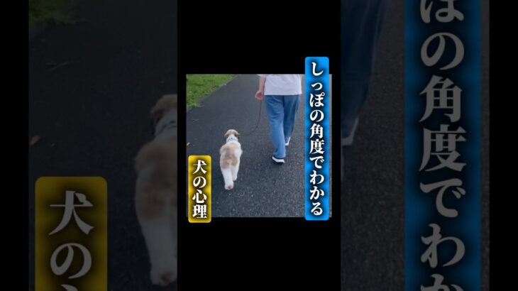 しっぽの角度でわかる犬の心理#ドッグトレーニング #犬のしつけ #ひっぱり散歩