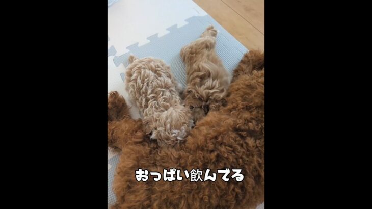 おっぱい飲む子犬＃授乳＃しつけ＃保護犬＃プードル＃子犬
