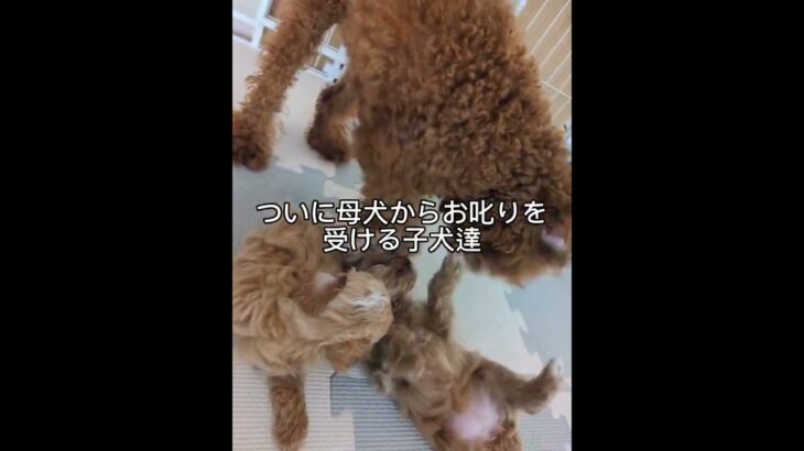 生後一カ月子犬へのしつけ！！#トイプードル#小型犬のいる生活#保護犬 #赤ちゃん #子犬の戦い#譲れない戦い#しつけ#子育て