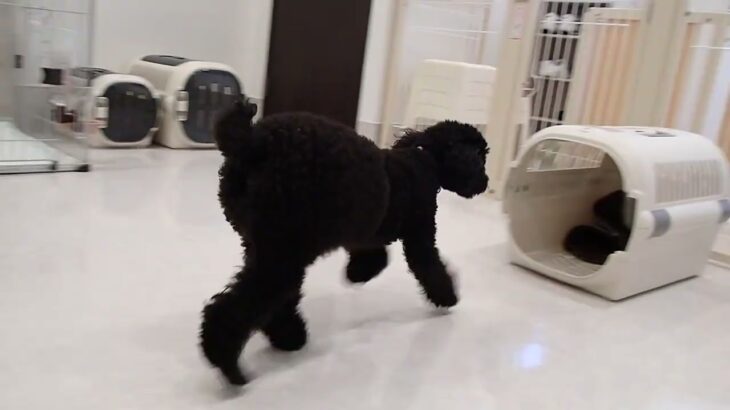 犬の幼稚園 かいくんとトレーニング