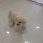 犬の幼稚園 ベルくんとトレーニング