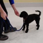 犬の幼稚園 ファランくんとトレーニング