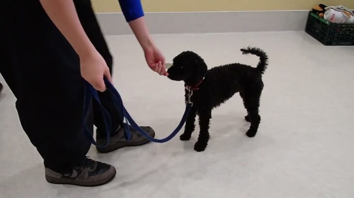 犬の幼稚園 ファランくんとトレーニング
