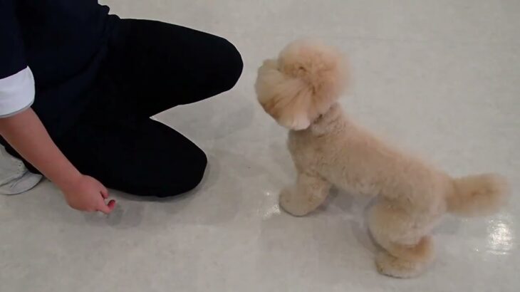 犬の幼稚園 レオくんとトレーニング