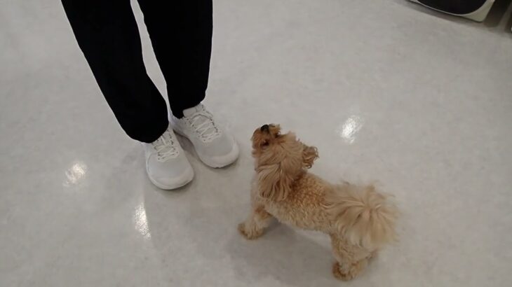 犬の幼稚園 ルークくんとトレーニング