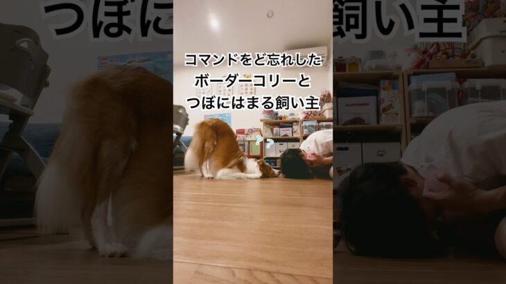 コマンドをど忘れしたボーダーコリーとつぼにはまる飼い主 #ボーダーコリー #可愛い犬