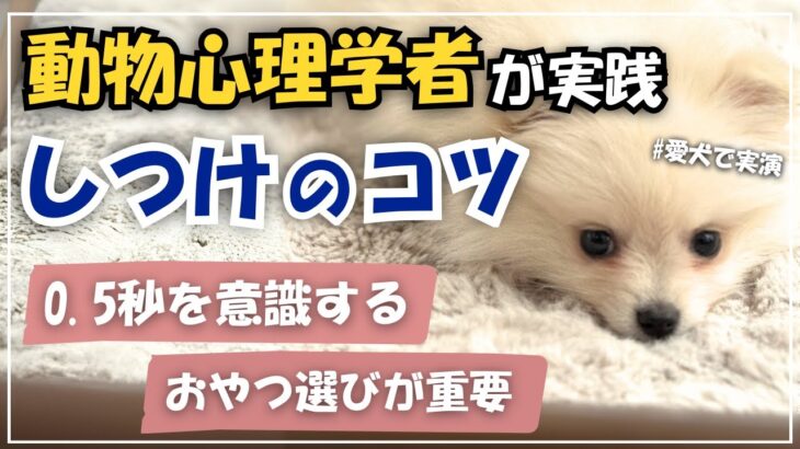 [動物心理学者が解説] 犬のしつけコツ３選/おすわり・待て・ふせ・トイレなんでもできる！