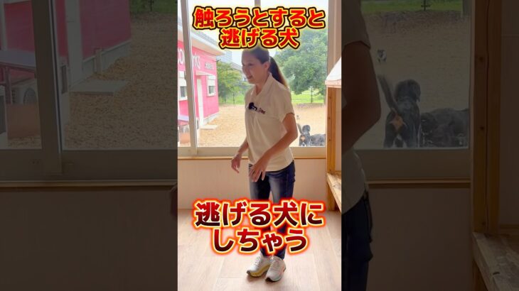 逃げる犬ってどうしたらいいの？#ドッグトレーナー #イヌバーシティ #子犬育て #いぬのいるくらし #しつけ #子犬のしつけ #ドッグビヘイビアリスト #犬のいる暮らし