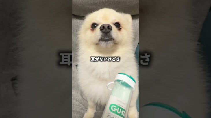 【破壊大好きポメラニアン】しつけ方間違えました…またイタズラ好きなポメラ二アンに９個目の歯磨きセットを潰されました  #勘弁して #イタズラ #ポメラ二アン #琥珀