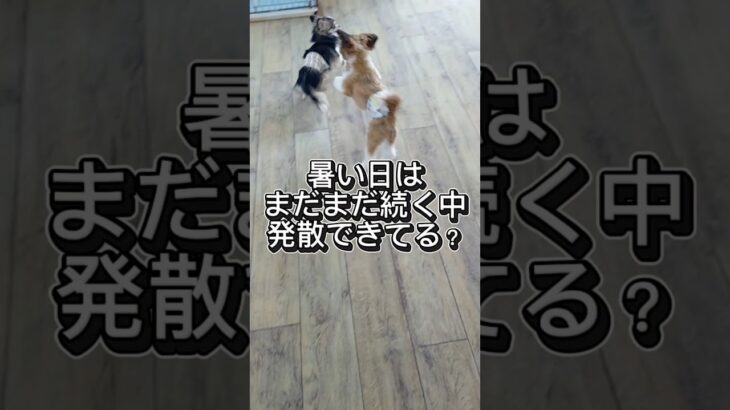 子犬のしつけで大切なポイント#しつけ方#こいぬ #可愛い #犬のいる生活 #癒し