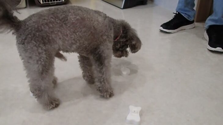犬の幼稚園 輪くんとトレーニング