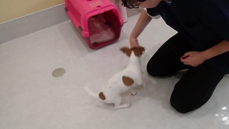 犬の幼稚園 ジャスミンちゃんとトレーニング