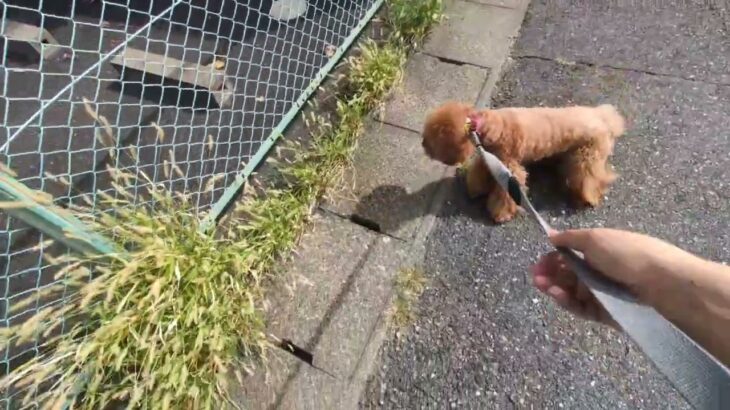 犬の幼稚園 たろうくんとトレーニング