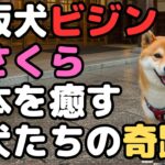 看板犬ビジンちゃん＆さくらちゃん　日本を癒す柴犬たちの実話