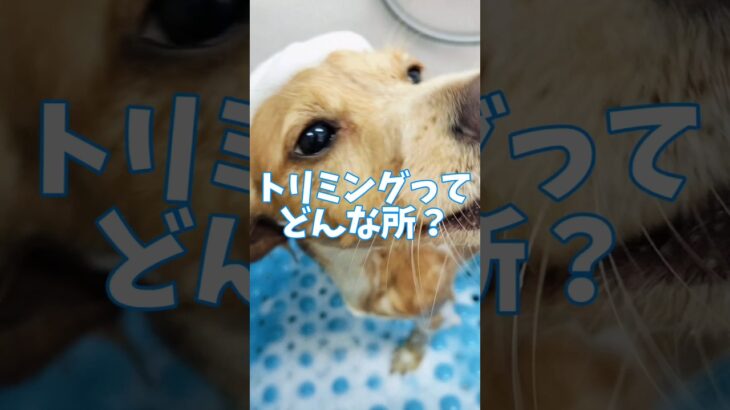 楽しくトリミングしよう😊✨#しつけ方 #トイプードル #こいぬ #可愛い #犬のいる生活 #トリミング