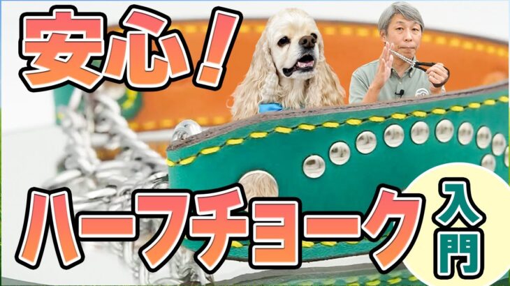 犬のしつけにおすすめ！ハーフチョーク首輪の使い方と注意点｜首輪選びで迷ったらコレ！