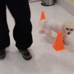 犬の幼稚園 空ちゃんとトレーニング