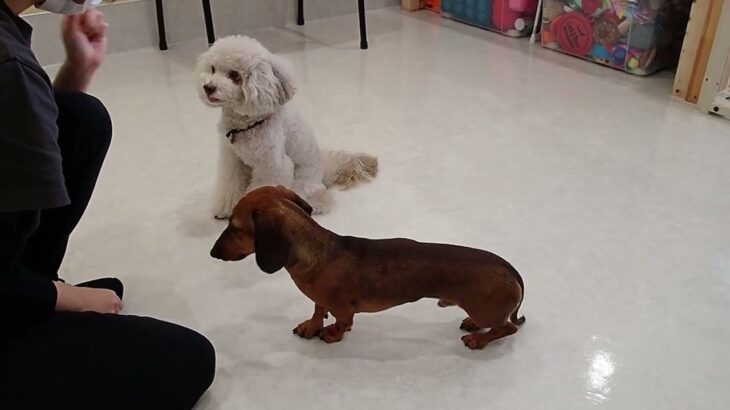 犬の幼稚園 ヴィーノくん＆ルイくんとトレーニング