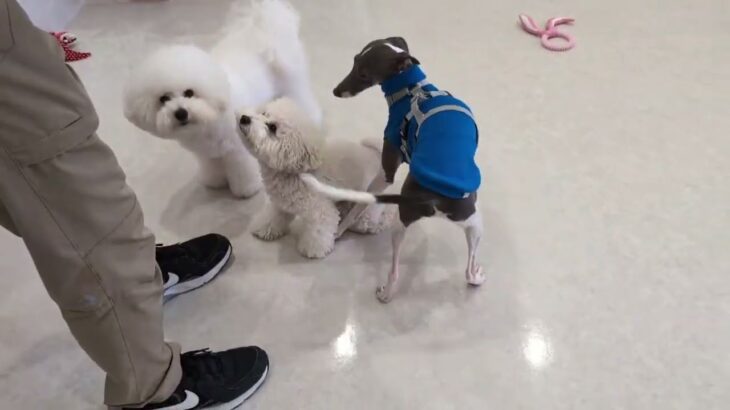 犬の幼稚園 ぽてととトレーニング